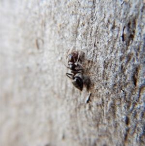 Crematogaster sp. (genus) at Cook, ACT - 4 Mar 2018 09:05 AM