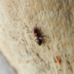 Crematogaster sp. (genus) at Cook, ACT - 4 Mar 2018 09:05 AM