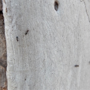 Crematogaster sp. (genus) at Cook, ACT - 4 Mar 2018 09:05 AM