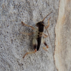 Tettigoniidae (family) at Cook, ACT - 4 Mar 2018