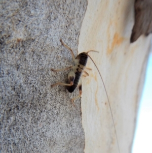 Tettigoniidae (family) at Cook, ACT - 4 Mar 2018 09:22 AM