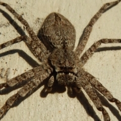 Isopeda sp. (genus) (Huntsman Spider) at Cook, ACT - 3 Mar 2018 by CathB