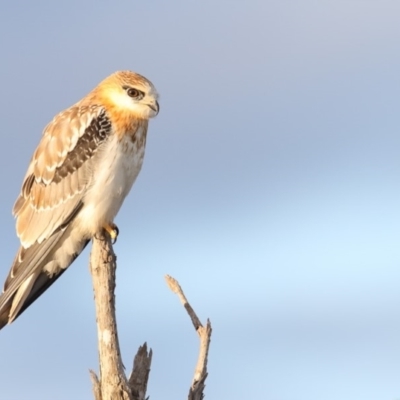 Elanus axillaris (Black-shouldered Kite) at Pambula, NSW - 1 Mar 2018 by Leo