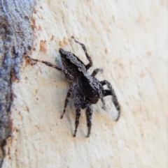 Clynotis severus (Stern Jumping Spider) at Cook, ACT - 3 Mar 2018 by CathB