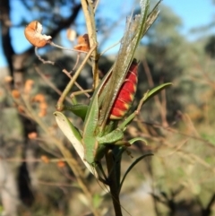 Caedicia simplex (Common Garden Katydid) at Cook, ACT - 4 Mar 2018 by CathB