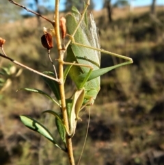 Caedicia simplex at Cook, ACT - 4 Mar 2018