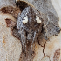 Hortophora transmarina (Garden Orb Weaver) at Cook, ACT - 4 Mar 2018 by CathB