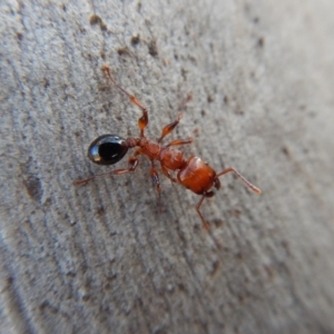 Podomyrma gratiosa at Cook, ACT - 4 Mar 2018 08:40 AM