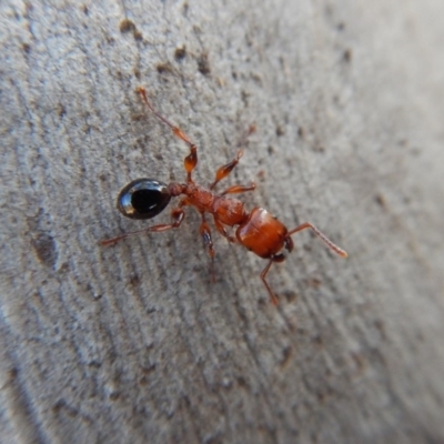 Podomyrma gratiosa (Muscleman tree ant) at Cook, ACT - 3 Mar 2018 by CathB