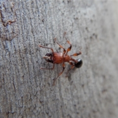 Podomyrma gratiosa at Cook, ACT - 4 Mar 2018 08:40 AM