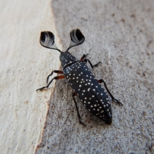 Rhipicera (Agathorhipis) femorata at Cook, ACT - 3 Mar 2018 06:27 PM