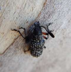 Rhipicera (Agathorhipis) femorata at Cook, ACT - 3 Mar 2018 06:27 PM