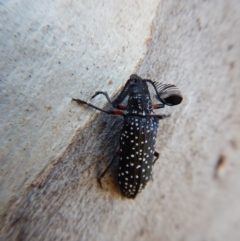 Rhipicera (Agathorhipis) femorata at Cook, ACT - 3 Mar 2018 06:27 PM