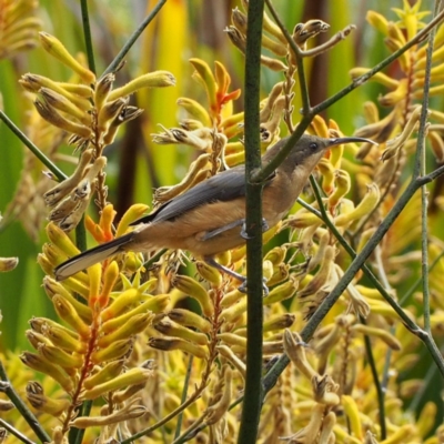 Acanthorhynchus tenuirostris (Eastern Spinebill) at Acton, ACT - 4 Mar 2018 by David