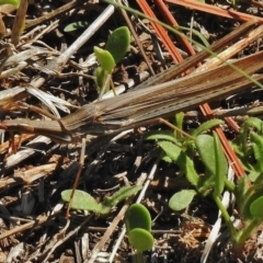 Acrida conica (Giant green slantface) at Lanyon - northern section - 3 Mar 2018 by JohnBundock