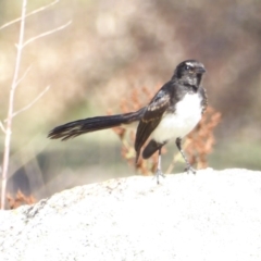 Rhipidura leucophrys (Willie Wagtail) at GG52 - 3 Mar 2018 by JackyF