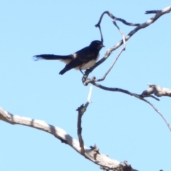 Rhipidura leucophrys at Deakin, ACT - 4 Mar 2018