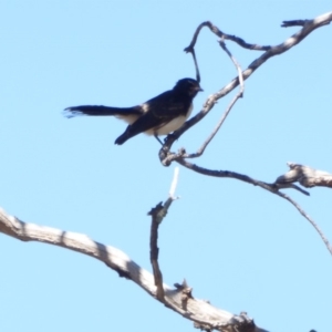 Rhipidura leucophrys at Deakin, ACT - 4 Mar 2018