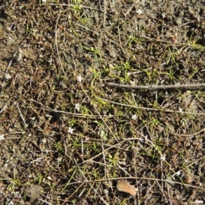 Limosella australis at Molonglo River Reserve - 18 Feb 2018 06:15 PM