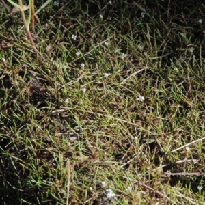 Limosella australis at Molonglo River Reserve - 18 Feb 2018