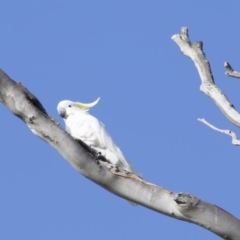 Cacatua galerita (Sulphur-crested Cockatoo) at Tuggeranong DC, ACT - 3 Mar 2018 by Alison Milton