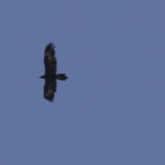 Aquila audax (Wedge-tailed Eagle) at Tuggeranong DC, ACT - 4 Mar 2018 by AlisonMilton