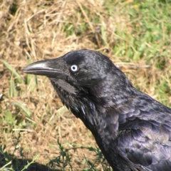 Corvus coronoides (Australian Raven) at Jerrabomberra Wetlands - 4 Mar 2018 by MatthewFrawley