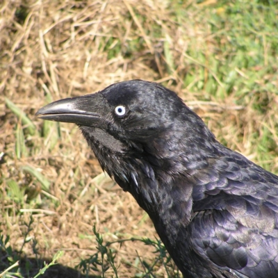 Corvus coronoides (Australian Raven) at Fyshwick, ACT - 3 Mar 2018 by MatthewFrawley