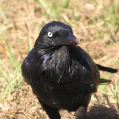 Corvus coronoides at Fyshwick, ACT - 4 Mar 2018 09:42 AM