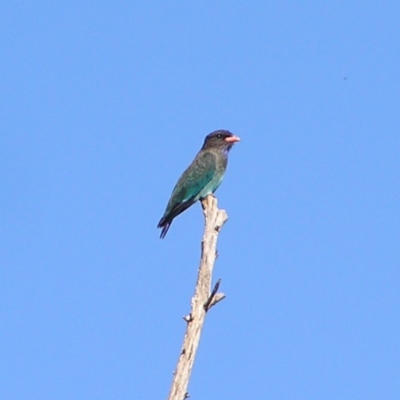 Eurystomus orientalis (Dollarbird) at Jerrabomberra Wetlands - 4 Mar 2018 by MatthewFrawley