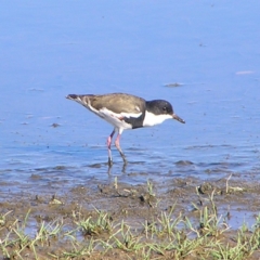 Erythrogonys cinctus (Red-kneed Dotterel) at Fyshwick, ACT - 3 Mar 2018 by MatthewFrawley