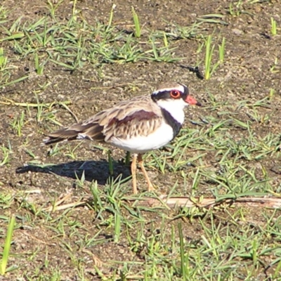 Charadrius melanops (Black-fronted Dotterel) at Jerrabomberra Wetlands - 4 Mar 2018 by MatthewFrawley