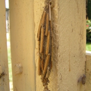 Metura elongatus at Kambah, ACT - 4 Mar 2018 01:32 PM