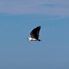 Icthyophaga leucogaster (White-bellied Sea-Eagle) at Eden, NSW - 28 Feb 2018 by RossMannell
