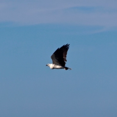 Icthyophaga leucogaster (White-bellied Sea-Eagle) at Eden, NSW - 28 Feb 2018 by RossMannell
