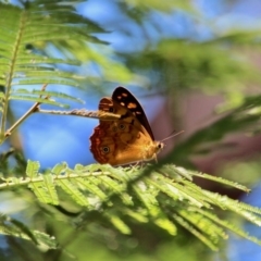 Heteronympha paradelpha (Spotted Brown) at Eden, NSW - 5 Feb 2018 by RossMannell