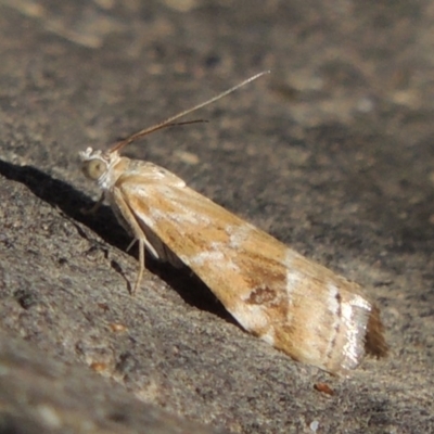 Hellula hydralis (Cabbage Centre Moth) at Molonglo, ACT - 18 Feb 2018 by michaelb