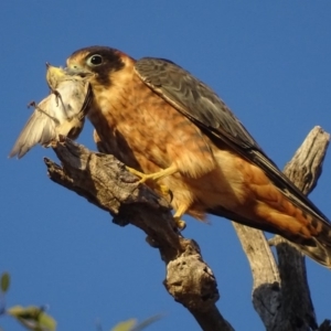 Falco longipennis at Garran, ACT - 4 Mar 2018 07:34 AM