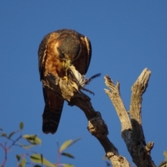 Falco longipennis at Garran, ACT - 4 Mar 2018 07:34 AM