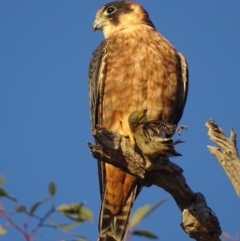 Falco longipennis at Garran, ACT - 4 Mar 2018 07:34 AM