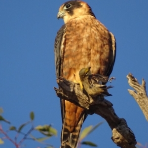 Falco longipennis at Garran, ACT - 4 Mar 2018 07:34 AM