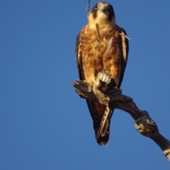 Falco longipennis at Garran, ACT - 4 Mar 2018 07:34 AM