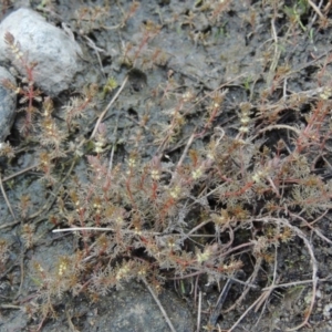 Myriophyllum verrucosum at Molonglo River Reserve - 18 Feb 2018 06:41 PM