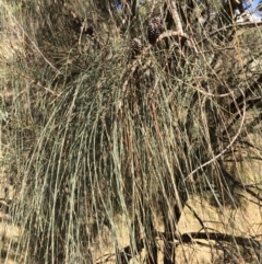 Allocasuarina verticillata at Googong, NSW - 24 Feb 2018