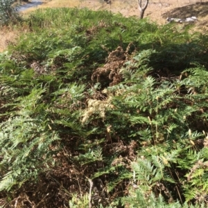 Pteridium esculentum at Googong, NSW - 24 Feb 2018