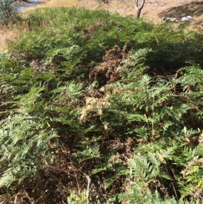 Pteridium esculentum (Bracken) at Googong, NSW - 24 Feb 2018 by alexwatt