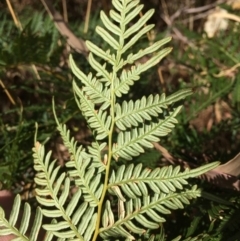 Pteridium esculentum at Googong, NSW - 24 Feb 2018