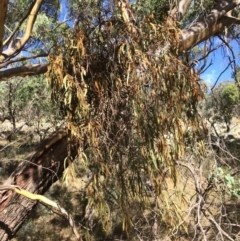 Amyema pendula subsp. pendula (Drooping Mistletoe) at Googong, NSW - 24 Feb 2018 by alex_watt
