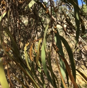 Amyema pendula subsp. pendula at Googong, NSW - 24 Feb 2018 04:24 PM