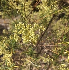 Cassinia quinquefaria at Googong, NSW - 24 Feb 2018